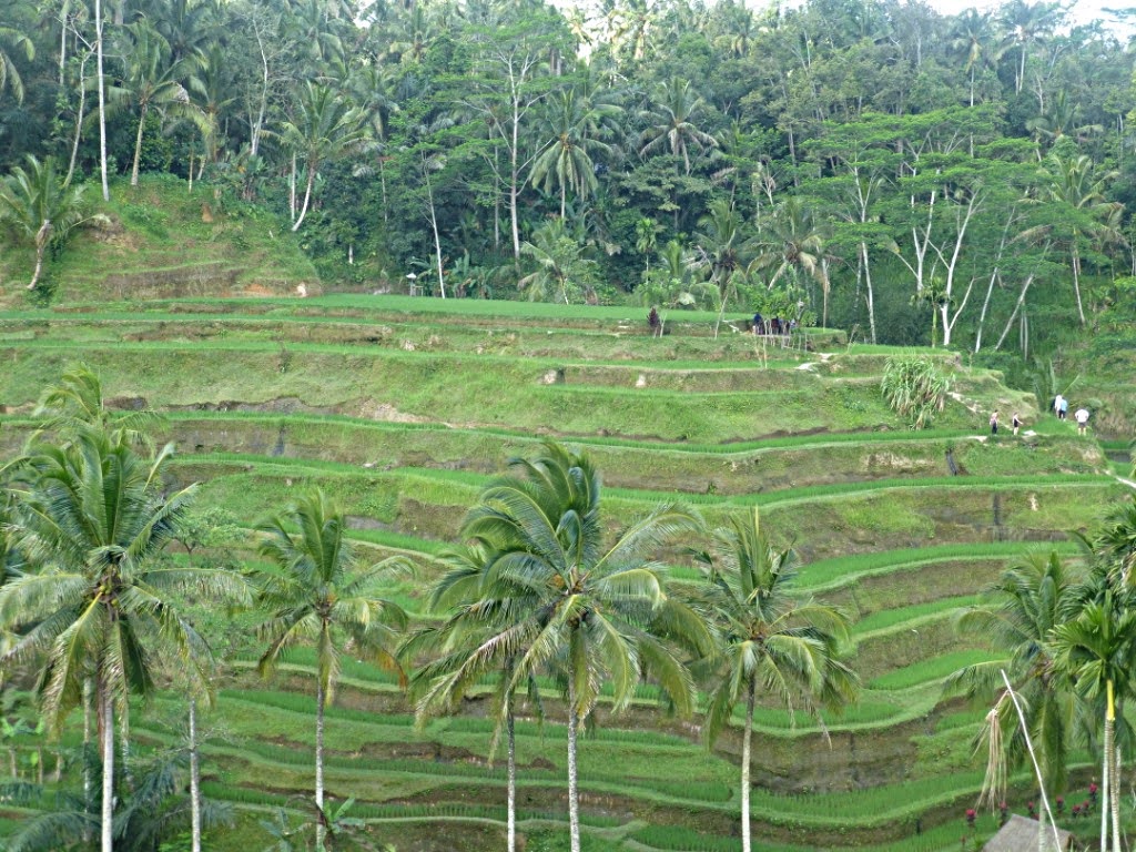 
                Our Story - Indonesia
              