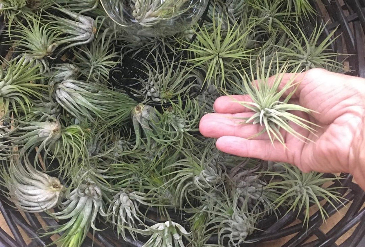 Air Plant